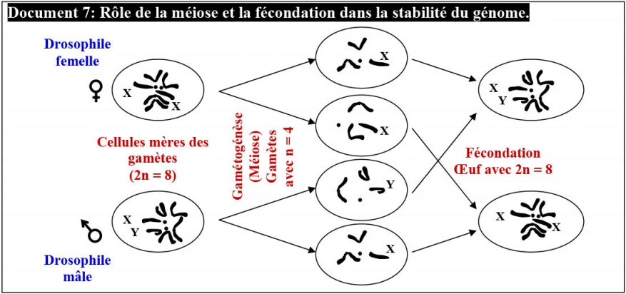 Les lois statistiques de la transmission des caractères héréditaires chez les diploïdes